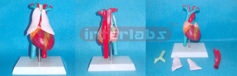 NATURAL ANATOMICAL HEART WITH LONG VESSEL. THYMUS THRACHEA & SOPHAGUS AND PLASTIC BASE.